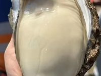 乳山鲜蚝鲜活直达 | 港鲜达·家庭装烤生蚝