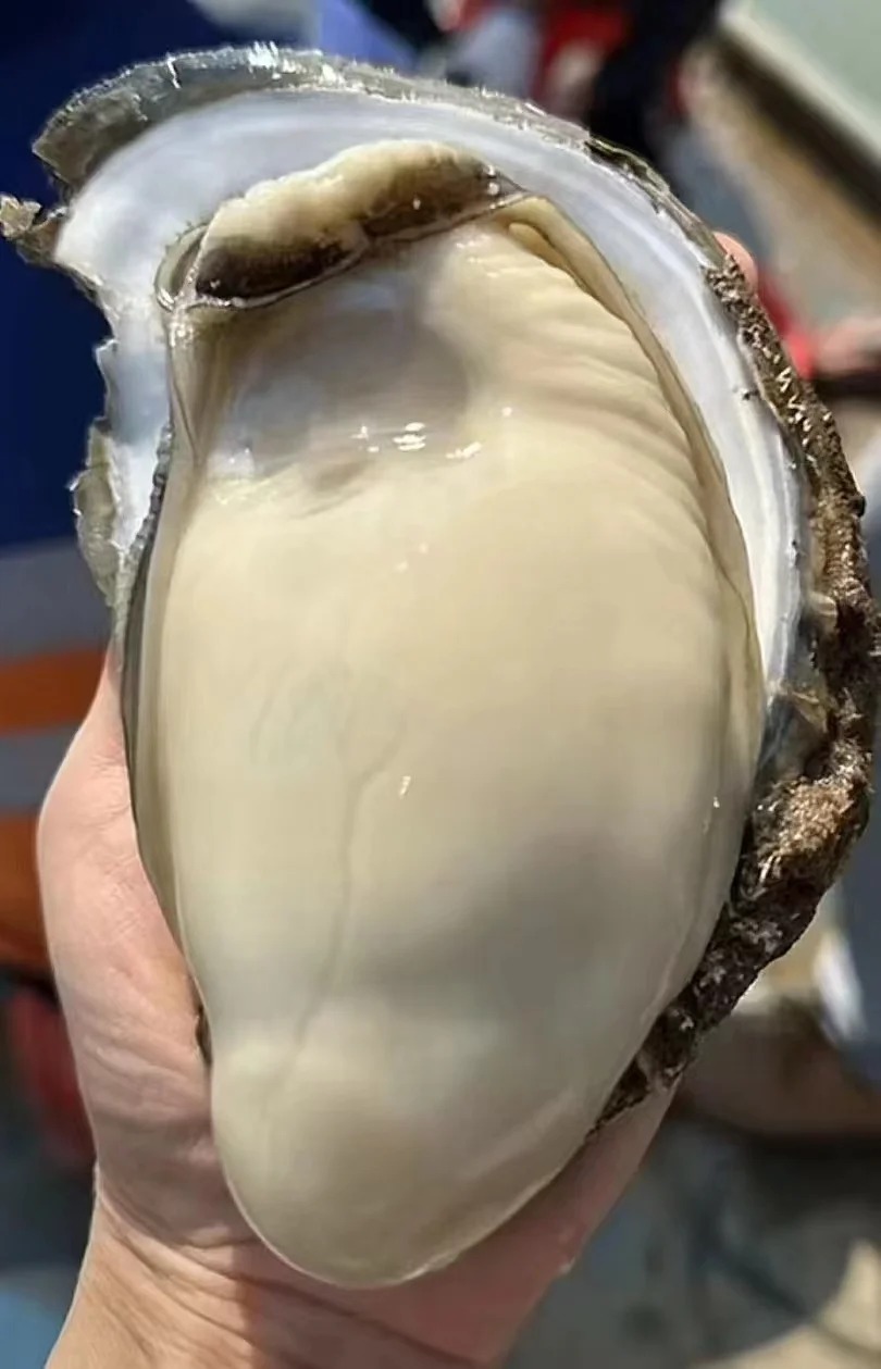 乳山鲜蚝鲜活直达 | 港鲜达·家庭装烤生蚝