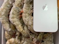 【港鲜达冷链爆品推荐】厄瓜多尔白虾一件代发，日均千箱起订！解锁华东餐饮供应链新机遇