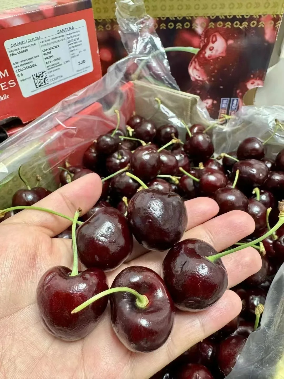 港鲜达水果行情快报 | 1月下旬车厘子、榴莲、火龙果最新行情解析