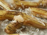 【一件代发】新鲜野生双头蛏子！鲜活肥嫩，多规格