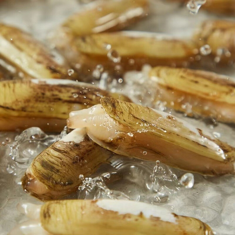 【一件代发】新鲜野生双头蛏子！鲜活肥嫩，多规格