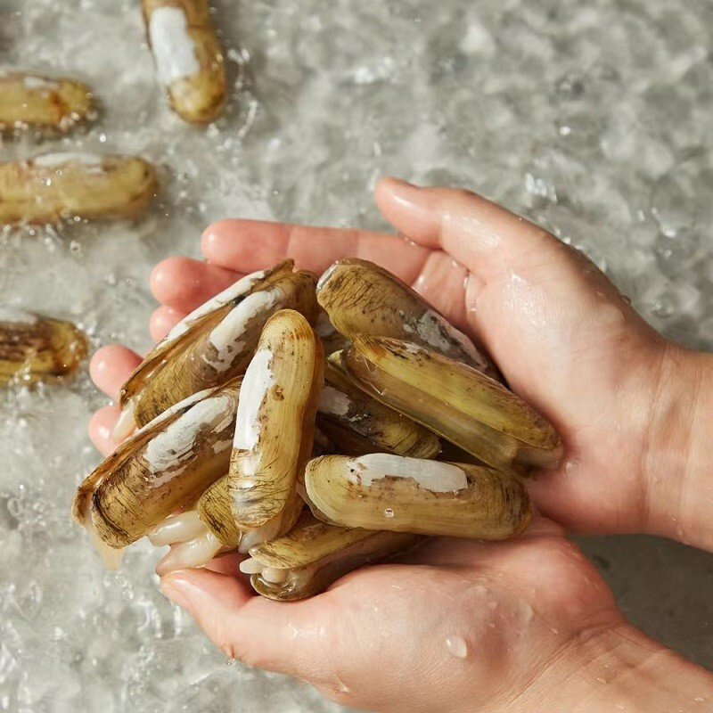 【一件代发】新鲜野生双头蛏子！鲜活肥嫩，多规格